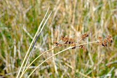Juncus punctorius