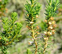 Euryops oligoglossus