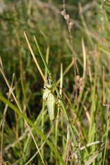 Ephippiger terrestris