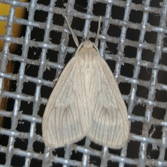 Trocodima lenistriata