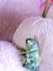 Apis mellifera