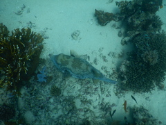 Arothron caeruleopunctatus