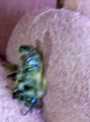 Apis mellifera
