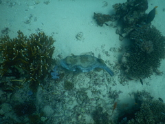 Arothron caeruleopunctatus