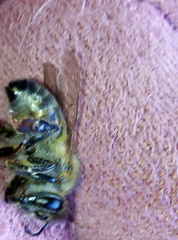 Apis mellifera