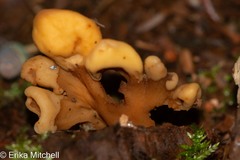 Cudoniaceae