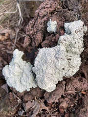 Fuligo cinerea