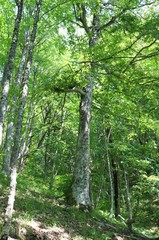 Fagus orientalis