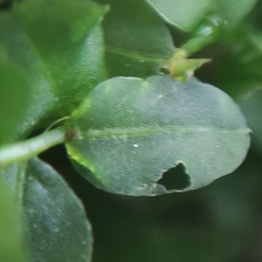 Plagiomnium ellipticum