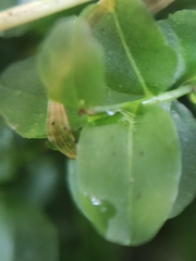 Plagiomnium ellipticum