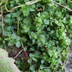 Plagiomnium ellipticum