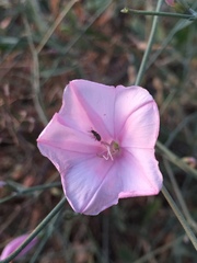 Convolvulus dorycnium