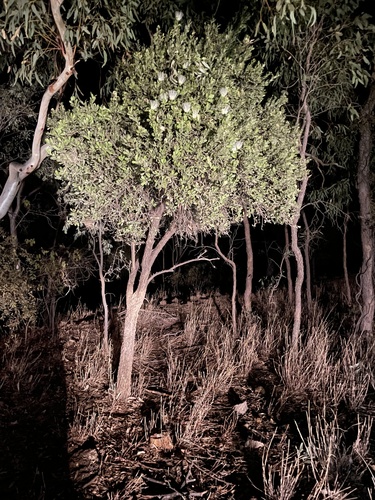 Capparis mitchellii (Capparis mitchellii)