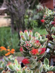 Echeveria pulvinata