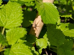 Pardosa