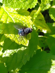 Calliphora