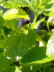 Calliphora
