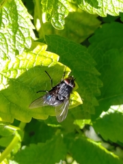 Calliphora