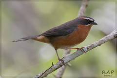 Black-And-Rufous Warbling-Finch photo 3