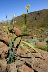 Moraea reflexa
