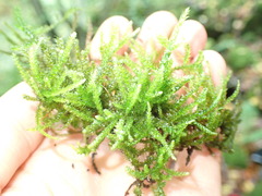 Eurhynchium angustirete