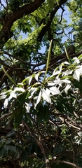 Aesculus californica