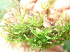 Eurhynchium angustirete