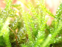 Eurhynchium angustirete