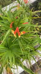 Gloriosa superba