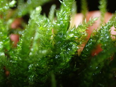 Eurhynchium angustirete