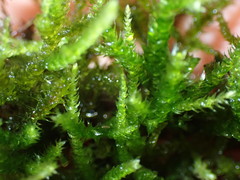 Eurhynchium angustirete