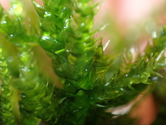 Eurhynchium angustirete