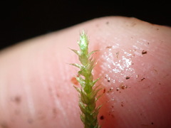 Eurhynchium angustirete