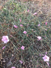 Convolvulus dorycnium