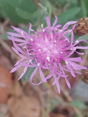 Centaurea stoebe