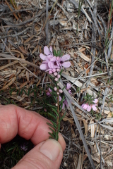 Tetratheca pilosa