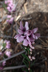 Tetratheca pilosa