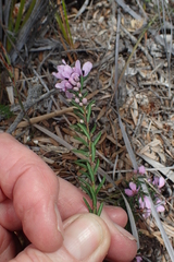 Tetratheca pilosa