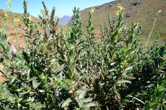 Lobostemon argenteus