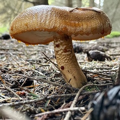 Tricholoma aurantium