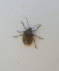 Rhaphigaster nebulosa