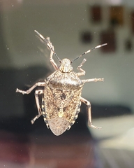 Rhaphigaster nebulosa