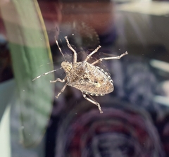 Rhaphigaster nebulosa