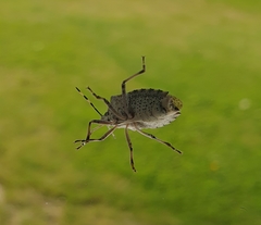 Rhaphigaster nebulosa