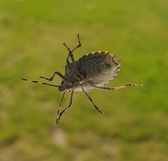 Rhaphigaster nebulosa