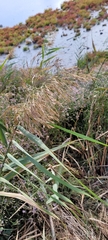 Phragmites australis