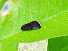 Galgula