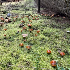 Tricholoma aurantium