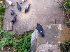 Columba livia domestica