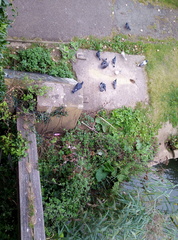 Columba livia domestica